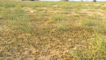 «فاو» تحذّر من اجتياح الجراد القرن الأفريقي واليمن